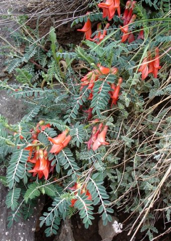 Lessertia frutescens in the Drakensberg
